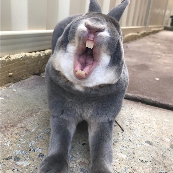 Meet your Posher, Nancy - Picture 1 of 1